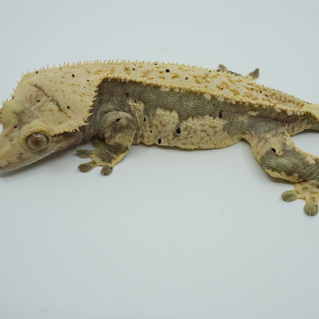 익스트림할리퀸 풀핀