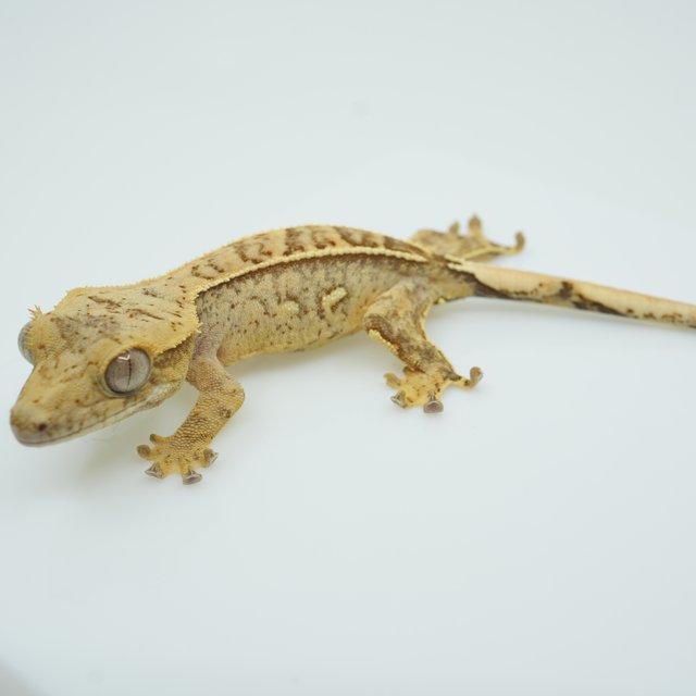 쿼드 익스트림할리퀸