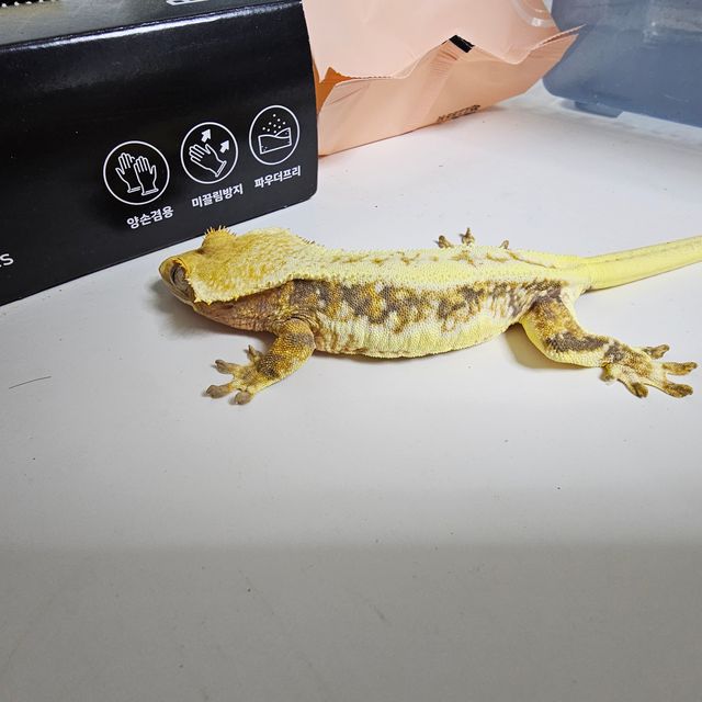 릴리100%헷아잔틱
