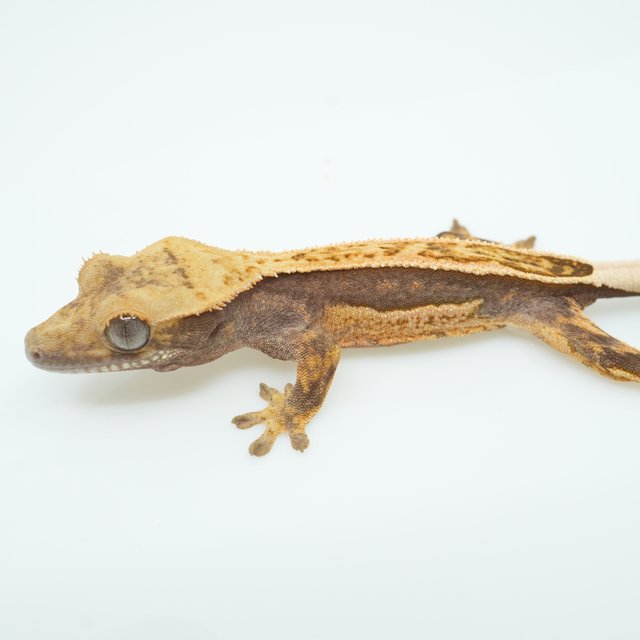 쿼드 풀핀 엠티백 다크 텐저린