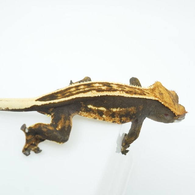 풀핀 쿼드 엠티백