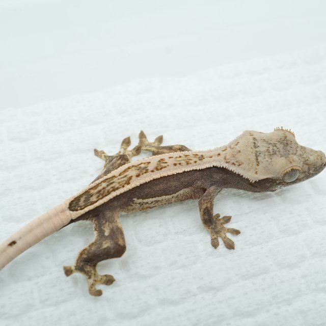 쿼드 풀핀 엠티백 다크 텐저린