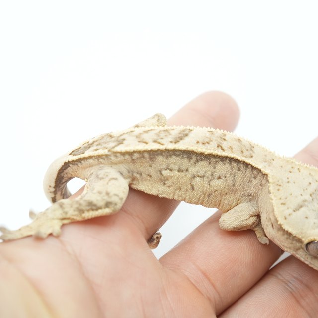 풀핀 익스트림할리퀸