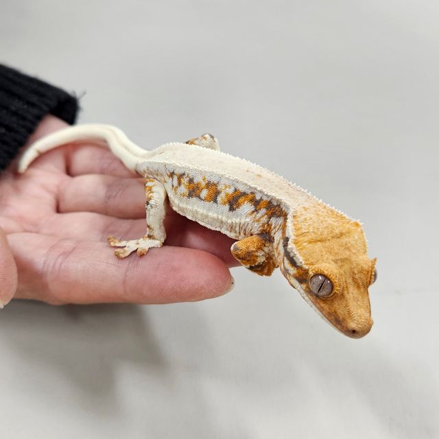 릴리화이트 트라이