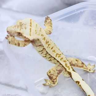코요테 (CT)