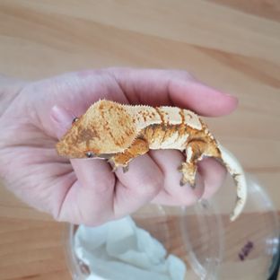 인디카 (ID)