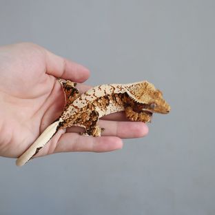 세이디 (SD)