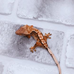 트라이 익스트림할리퀸 할로윈 텐저린
