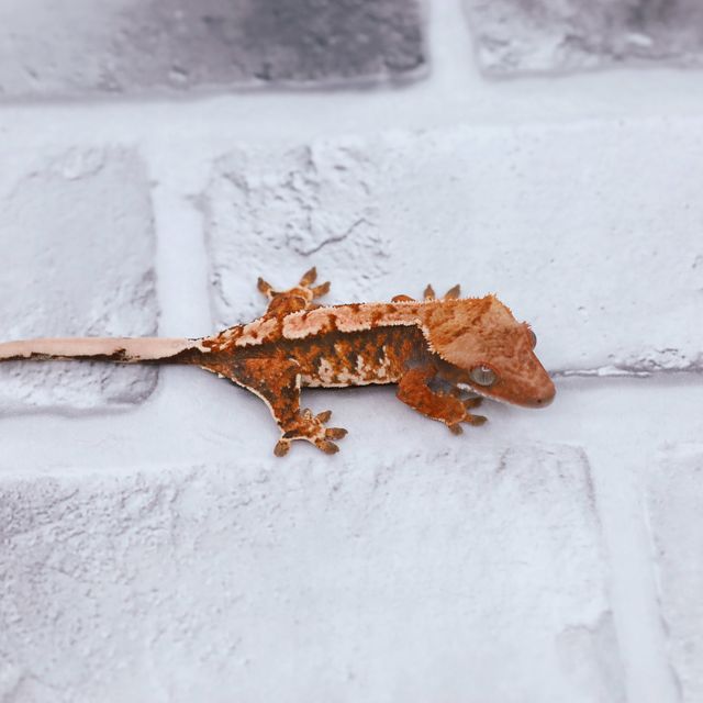 트라이 익스트림할리퀸 할로윈 텐저린