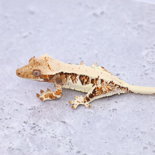 릴리화이트 트라이 익스트림할리퀸