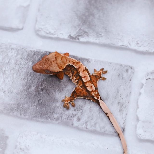 트라이 익스트림할리퀸 할로윈 텐저린