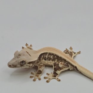 릴리화이트 크림 화이트