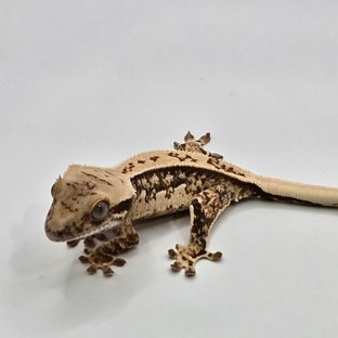 노멀 핀스트라이프