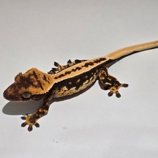 노멀 풀핀 쿼드 다크