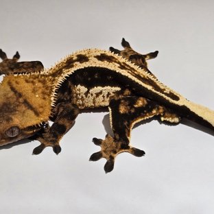 엠티백 쿼드 풀핀