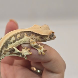 릴리화이트 화이트 솔리드백