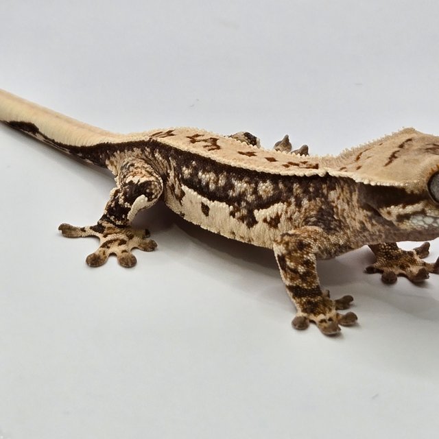 노멀 핀스트라이프