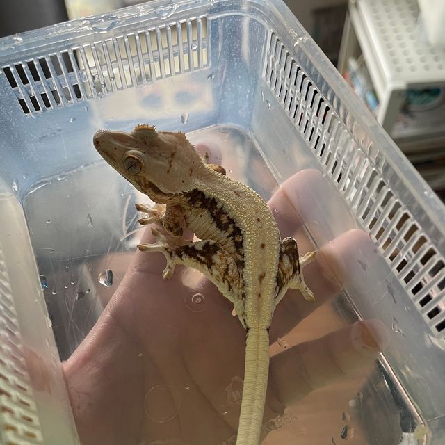 릴리화이트 트라이 드리피 풀핀