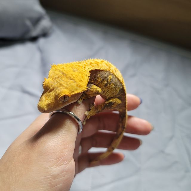 노멀 익스트림할리퀸