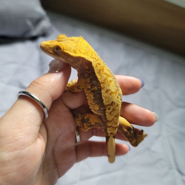 노멀 익스트림할리퀸