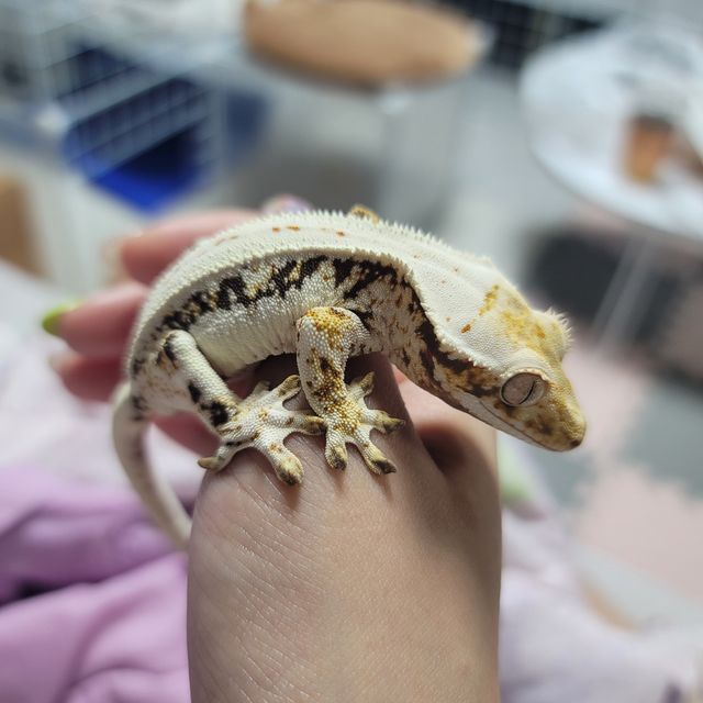 릴리화이트 트라이 드리피 풀핀 바브