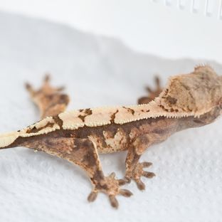 세이블