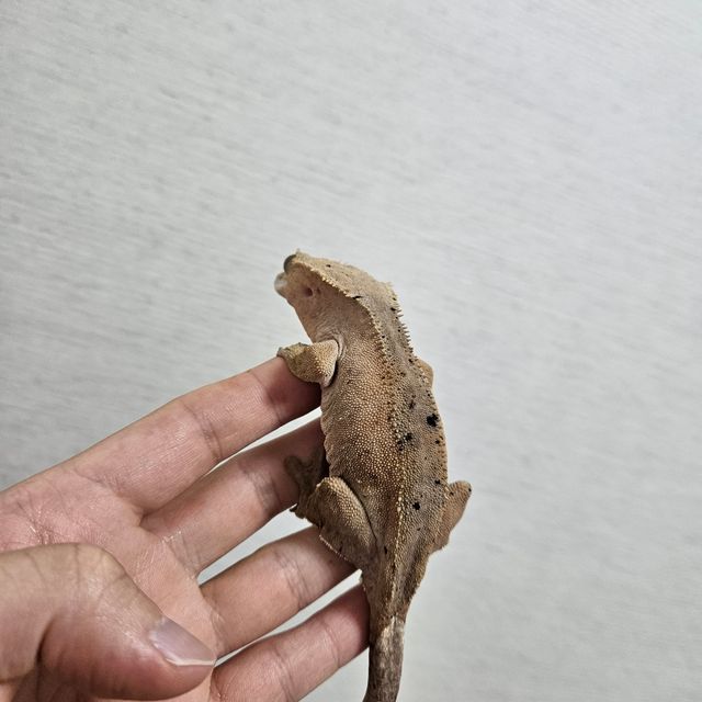 달마시안