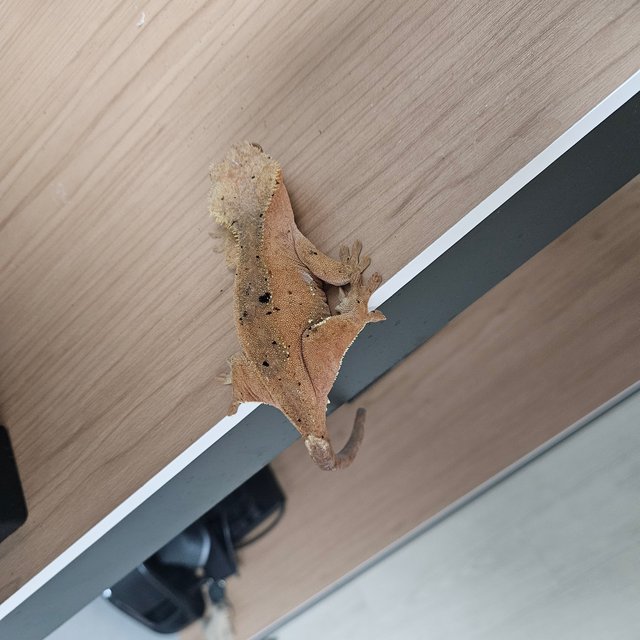 달마시안 슈퍼달마시안