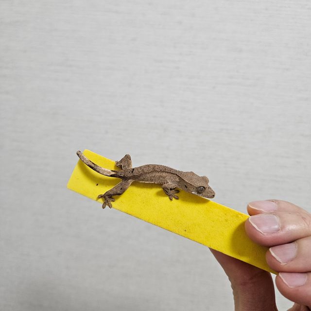 달마시안