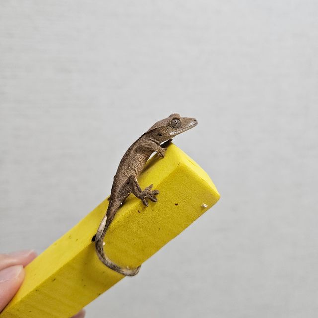 달마시안