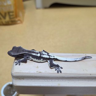 릴잔틱 아잔틱 프라푸치노