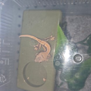 릴리100%헷아잔틱