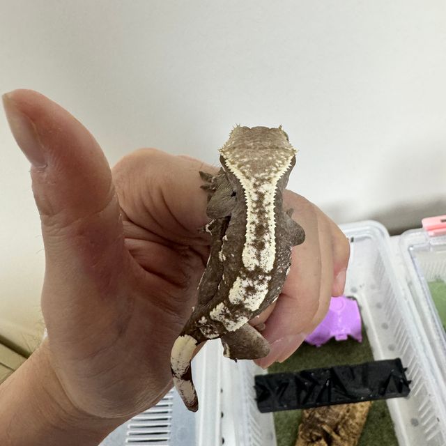 아잔틱