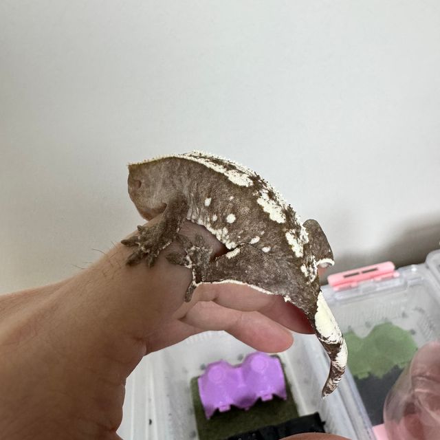 아잔틱