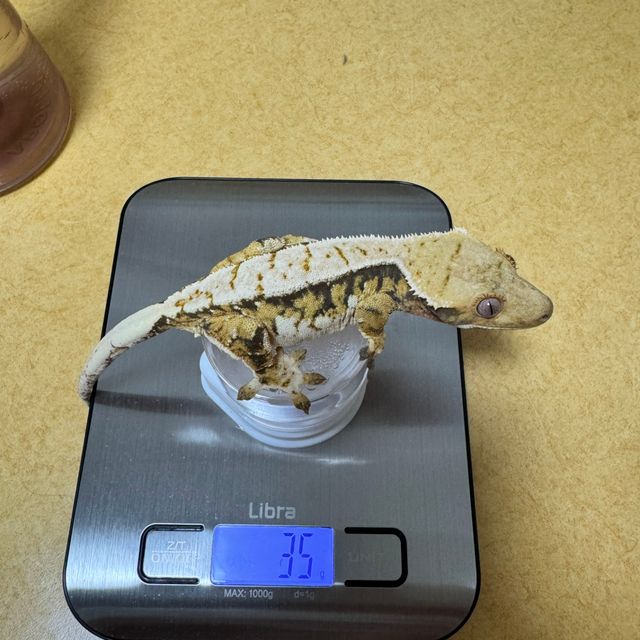 트라이