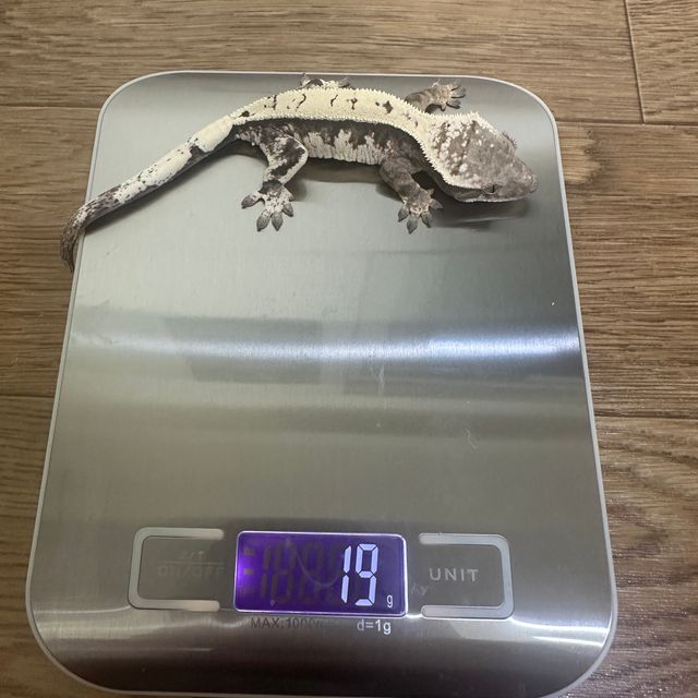 세이블 트라이