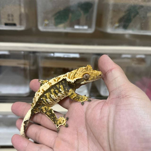 노멀 익스트림할리퀸