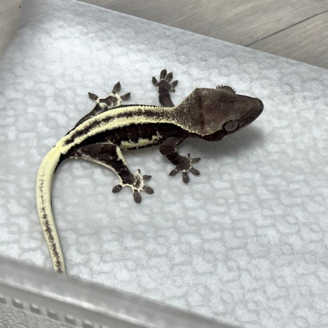 릴잔틱