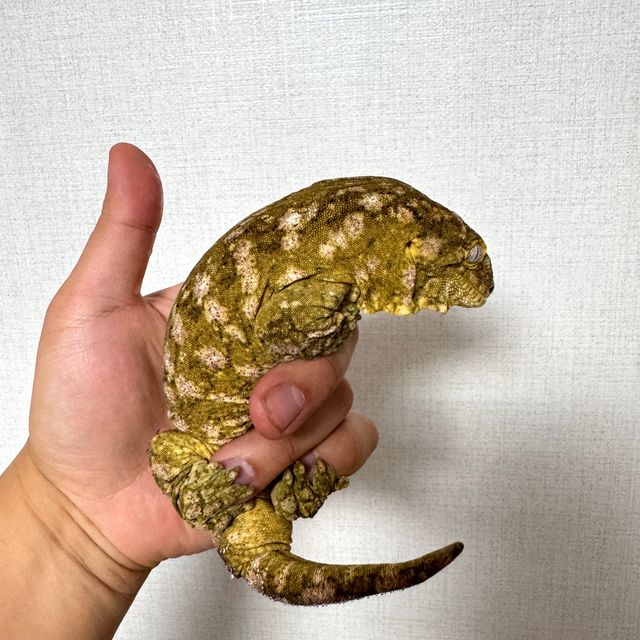 트루 컬러