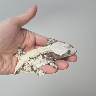 노멀 화이트스팟