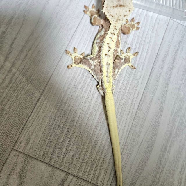 릴리화이트 드리피 풀핀 레드