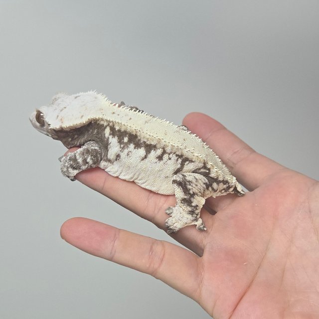 노멀 화이트스팟