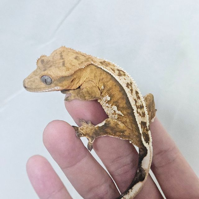 100%헷아잔틱