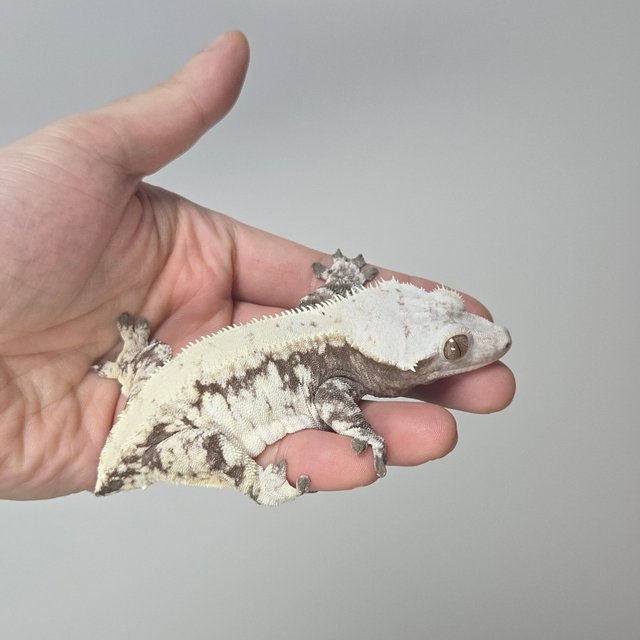 노멀 화이트스팟