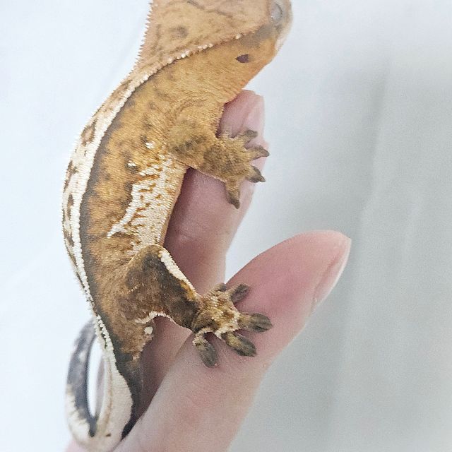 100%헷아잔틱