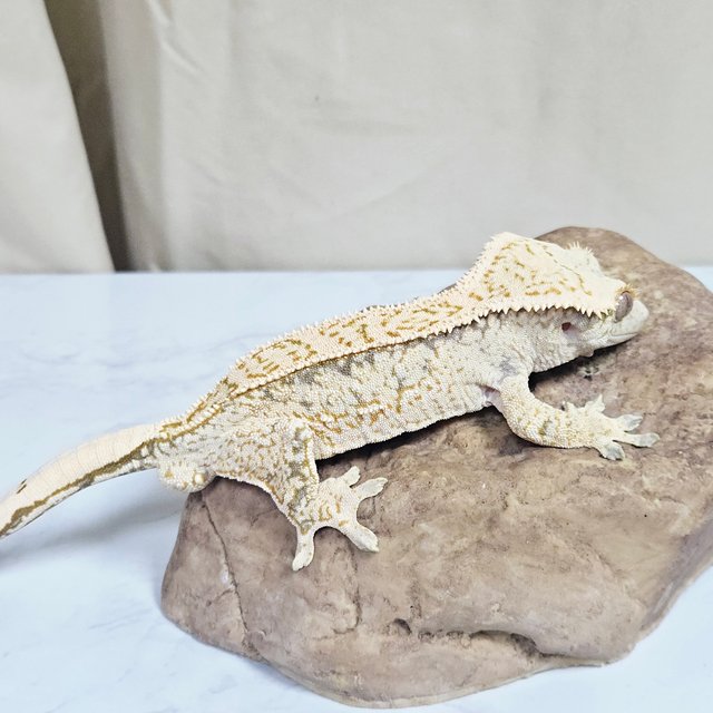 노멀 화이트 풀핀