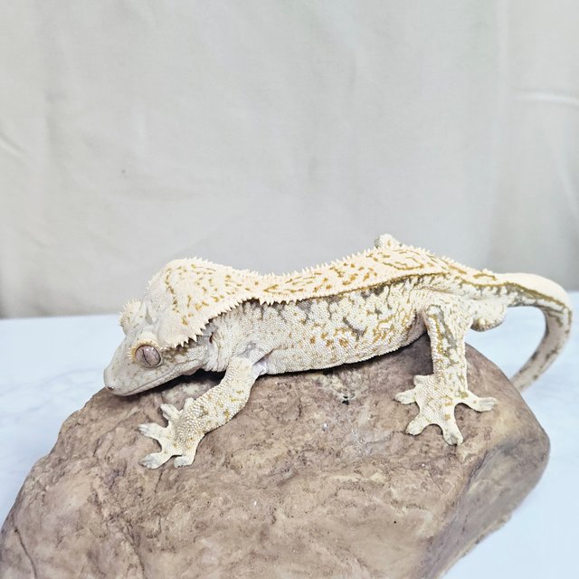 노멀 화이트 풀핀