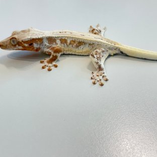 크림 릴리화이트 풀핀 핀스트라이프