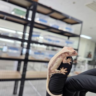 릴리 세이블 100%헷아잔틱