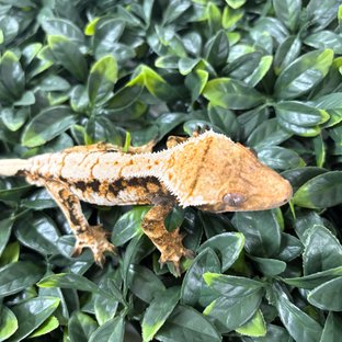 트라이 익스트림할리퀸